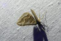 Scotopteryx peribolata