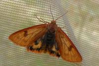 Diacrisia sannio
