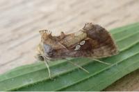 Chrysodeixis chalcites