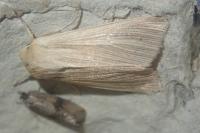 Mythimna pallens
