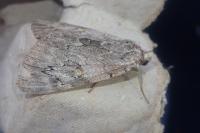 Catocala electa