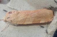 Noctua fimbriata