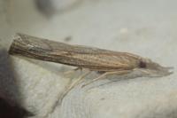 Pediasia contaminella
