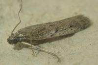Phycitodes