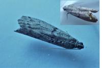 Ephestia kuehniella