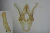 Ephestia kuehniella