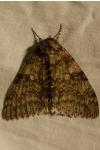 Catocala fraxini