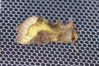 Diachrysia stenochrysis
