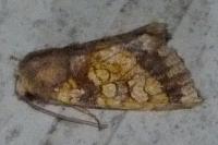 Gortyna flavago