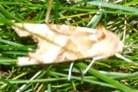 Phlogophora meticulosa