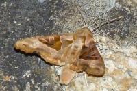 Phlogophora meticulosa