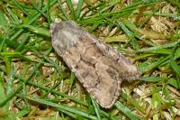 Luperina testacea
