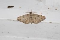 Peribatodes rhomboidaria rhomboidaria