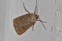 Hoplodrina octogenaria