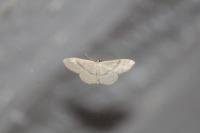 Idaea deversaria