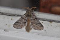 Thaumetopoea pityocampa