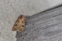 Agrotis exclamationis exclamationis