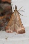 Synaphe punctalis