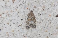 Eudonia mercurella