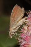 Aplocera plagiata