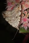 Aplocera plagiata