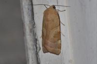 Noctua fimbriata
