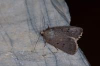 Amphipyra tragopoginis