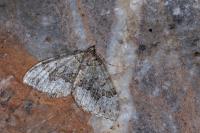 Colostygia olivata