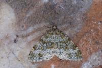 Entephria flavicinctata flavicinctata