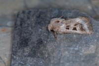 Episema glaucina