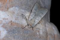 Euxoa decora simulatrix