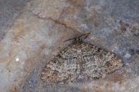 Mesotype didymata