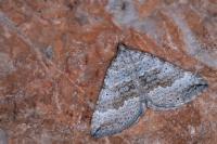 Scotopteryx bipunctaria
