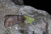 Tholera cespitis