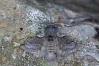 Trichiura crataegi
