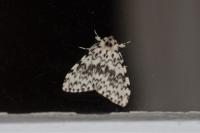 Lymantria monacha