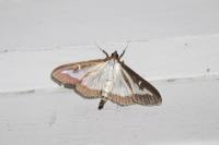 Cydalima perspectalis