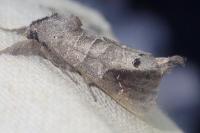 Clostera anachoreta