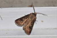 Agrotis clavis clavis