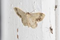 Idaea trigeminata