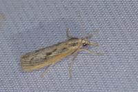 Agriphila tersella