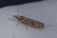Agriphila tersella