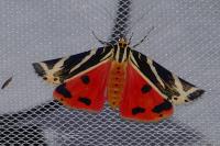 Euplagia quadripunctaria