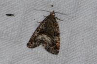 Deltote pygarga