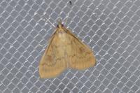Ostrinia nubilalis