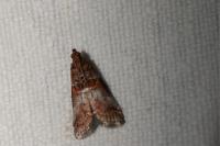 Acrobasis advenella