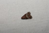 Acrobasis advenella