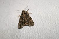 Acronicta rumicis