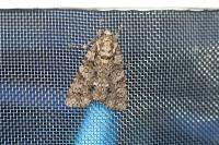 Acronicta rumicis