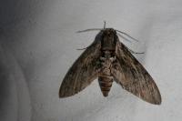 Agrius convolvuli